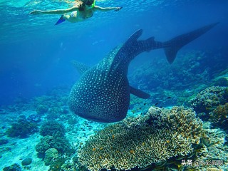 马尔代夫浮潜一定要浮潜证吗,马尔代夫浮潜和海龟浮潜的区别