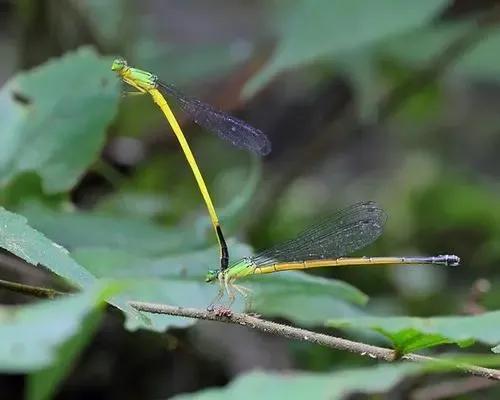 经典植物动物科普,常见植物对应的动物