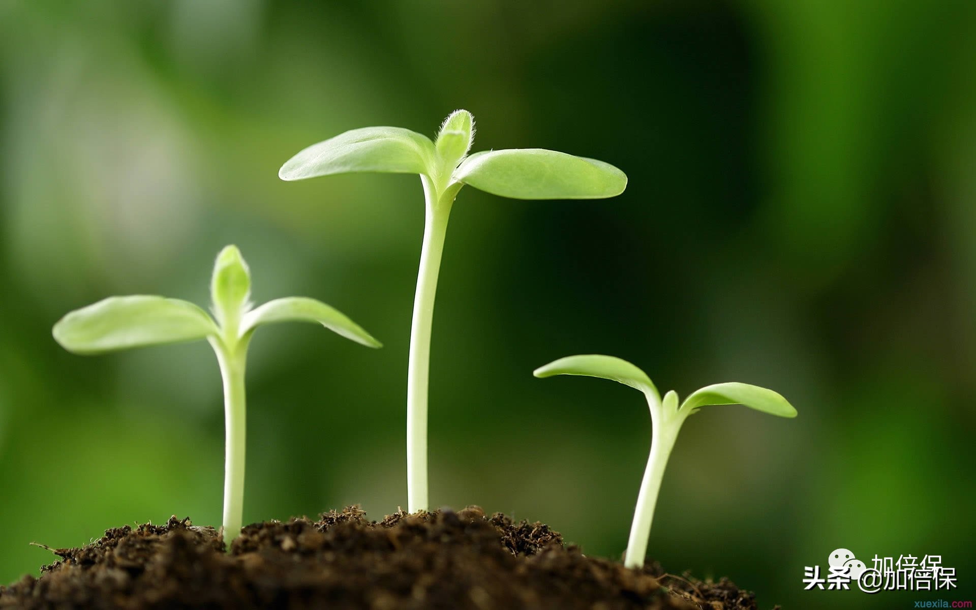 终身寿险和增额终身寿险完美搭配,2023年增额终身寿险最全选购攻略