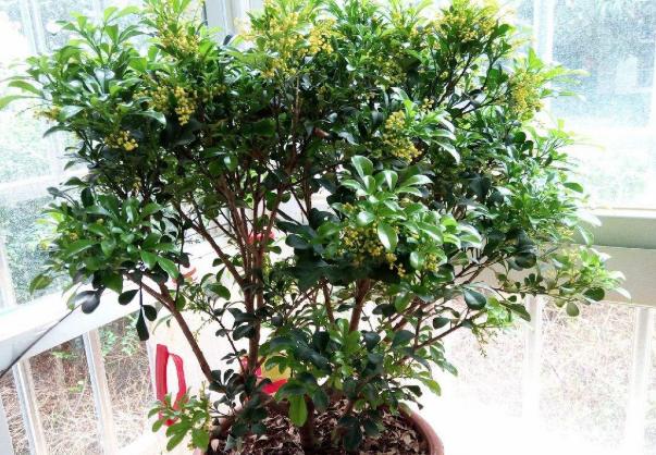 适合家里养的32种花净化空气,家里必养4种花特别漂亮