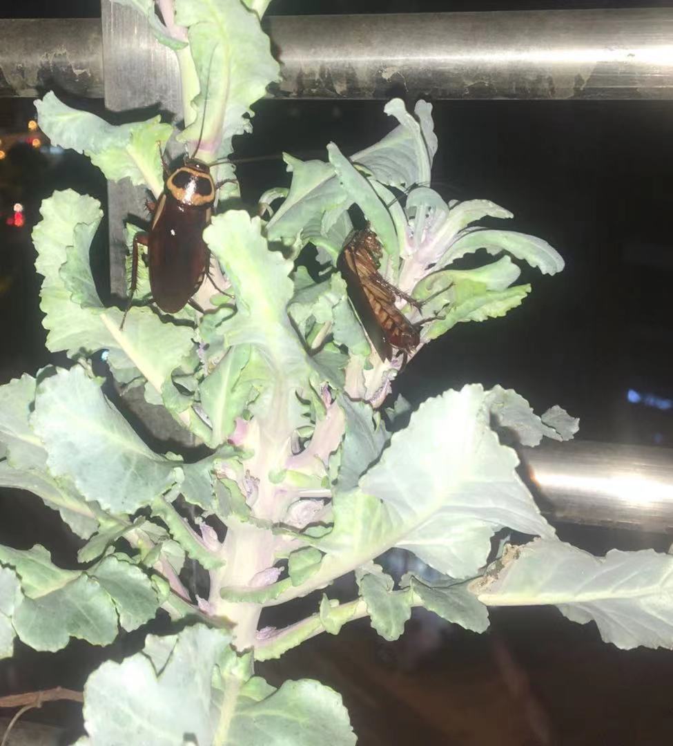 蟑螂是害虫还是昆虫,昆虫为什么能灭蟑螂