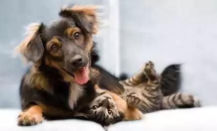 朋友的不同表达,朋友的不同语言表达