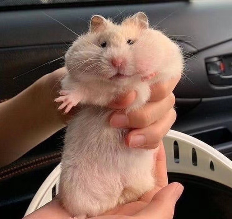 种田纯爱甜文小说双儿推荐,双男主双洁古代种田文