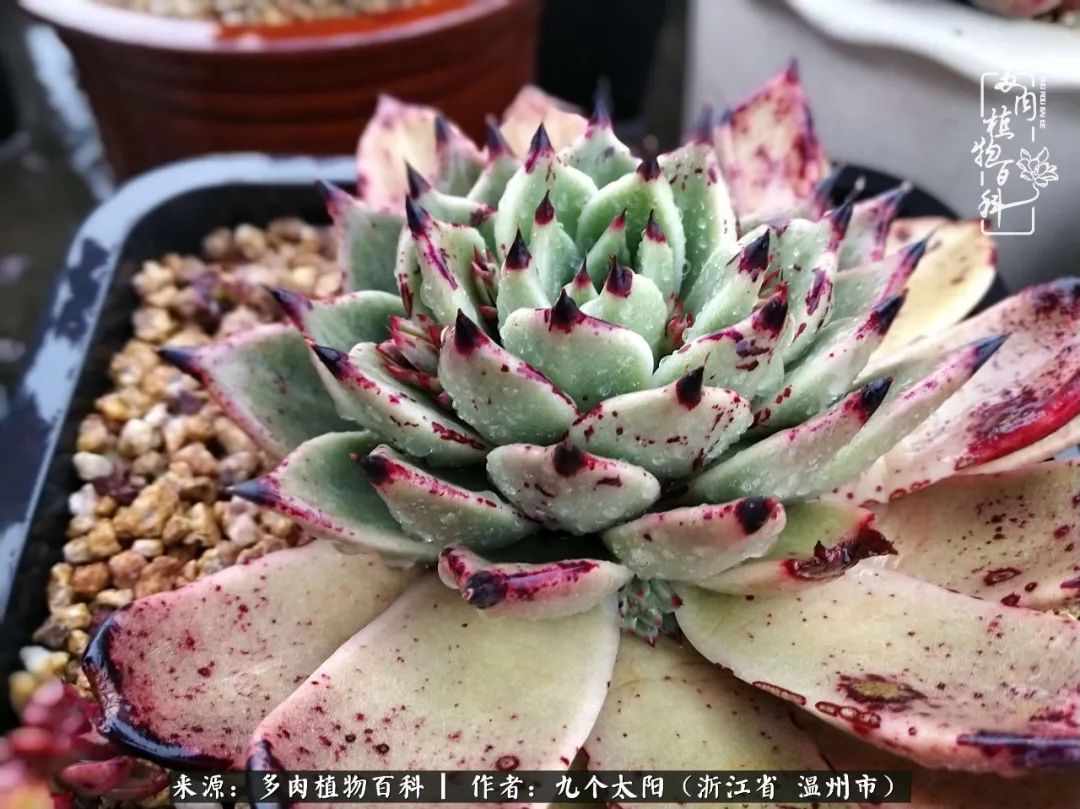 景天、球和龙舌兰，只要是多肉，都喜爱