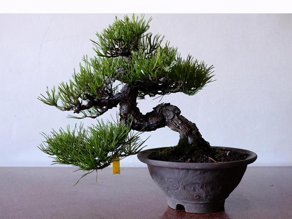 黑松怎么养护才能长得快 (黑松养护有什么方法)