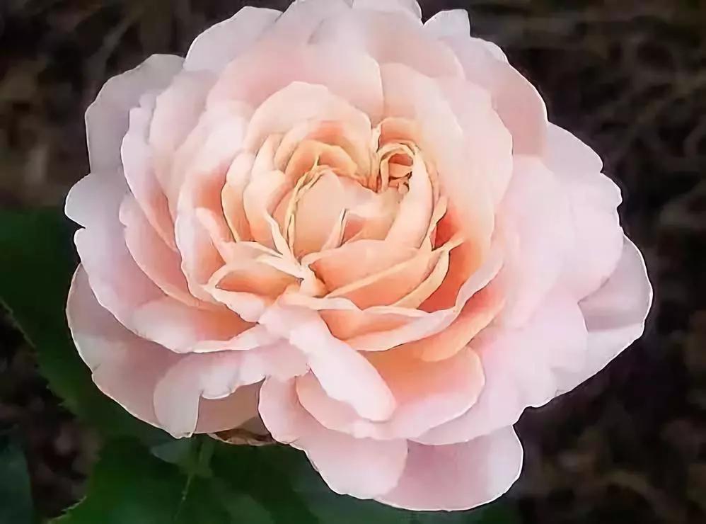 名贵植物排名前十名,十大天价的花卉