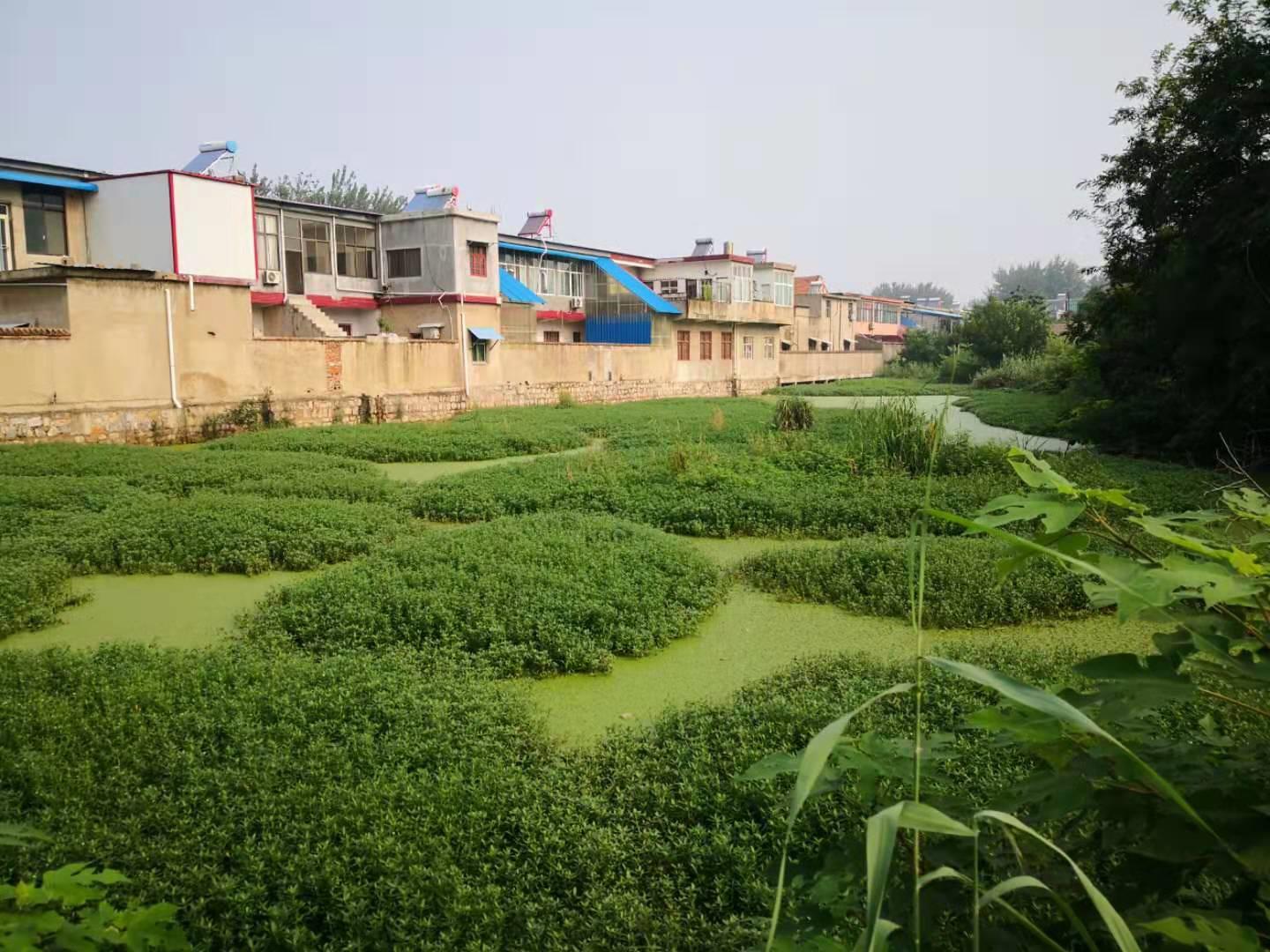 邳州古镇天气预报,邳州古镇宿羊山