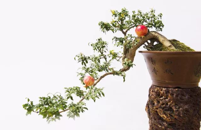 看石榴盆景的造型和制作技术,石榴盆景速成方法图片