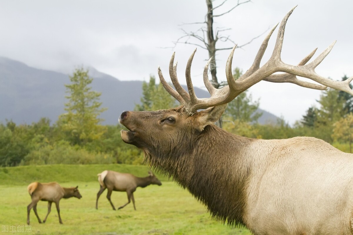 很多动物只在发情期交配,却很少听说得性病,两者有关吗?