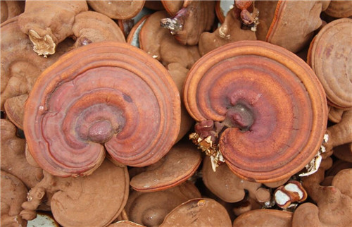 神农本草经中灵芝记载原句,神农本草经里面的灵芝图片