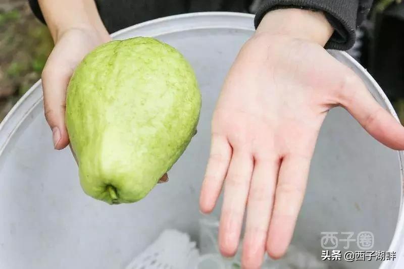 惠州镇隆荔枝什么品种,惠州镇隆自摘荔枝在哪