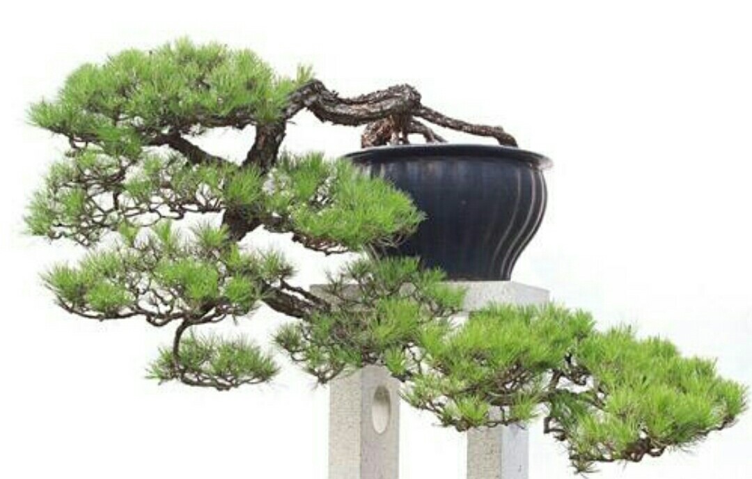 极品山松盆景造型,山松盆景怎样种