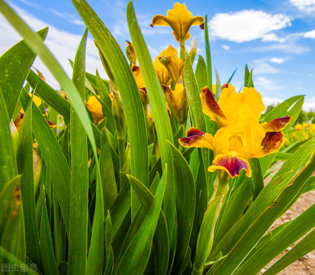 什么花适合送生日花,你的生日代表的花朵及寓意图片
