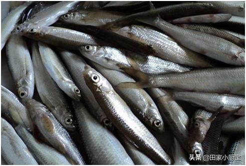 农村这几种野味,城里人竟要花高价钱!第一种就让人流口水了