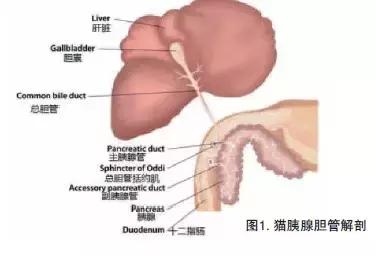 猫咪三体炎在家怎么治疗,猫咪三体炎不进食了怎么办
