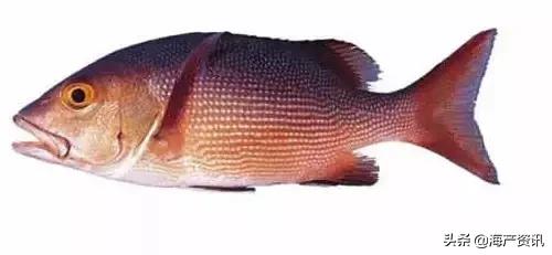 科普海洋鱼类知识儿童,海洋鱼类科普大全图解