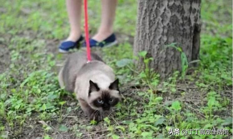 遛猫怎么才能让它不乱跑,遛猫怎么防止猫咪跑丢