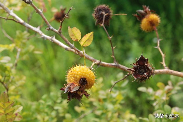 广东种植什么水果前景好,种植前景好的经济水果