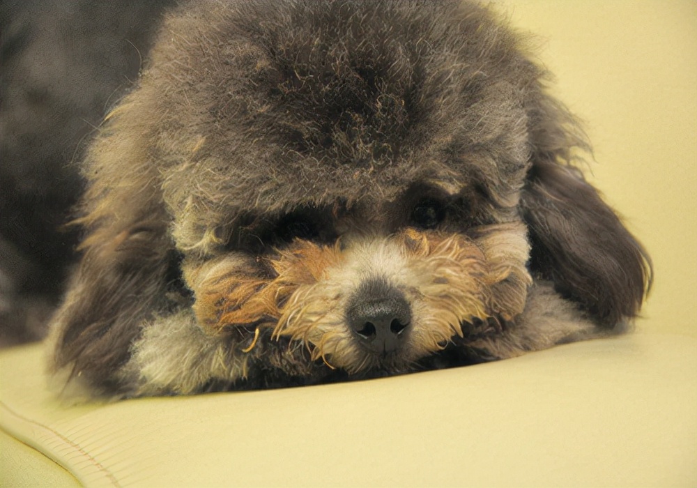 狗拉稀的症状及调理方法,狗狗拉稀了怎么回事及解决方法