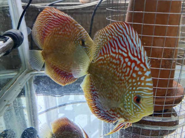 家庭饲养观赏鱼的几个注意事项,第一次养观赏鱼注意事项