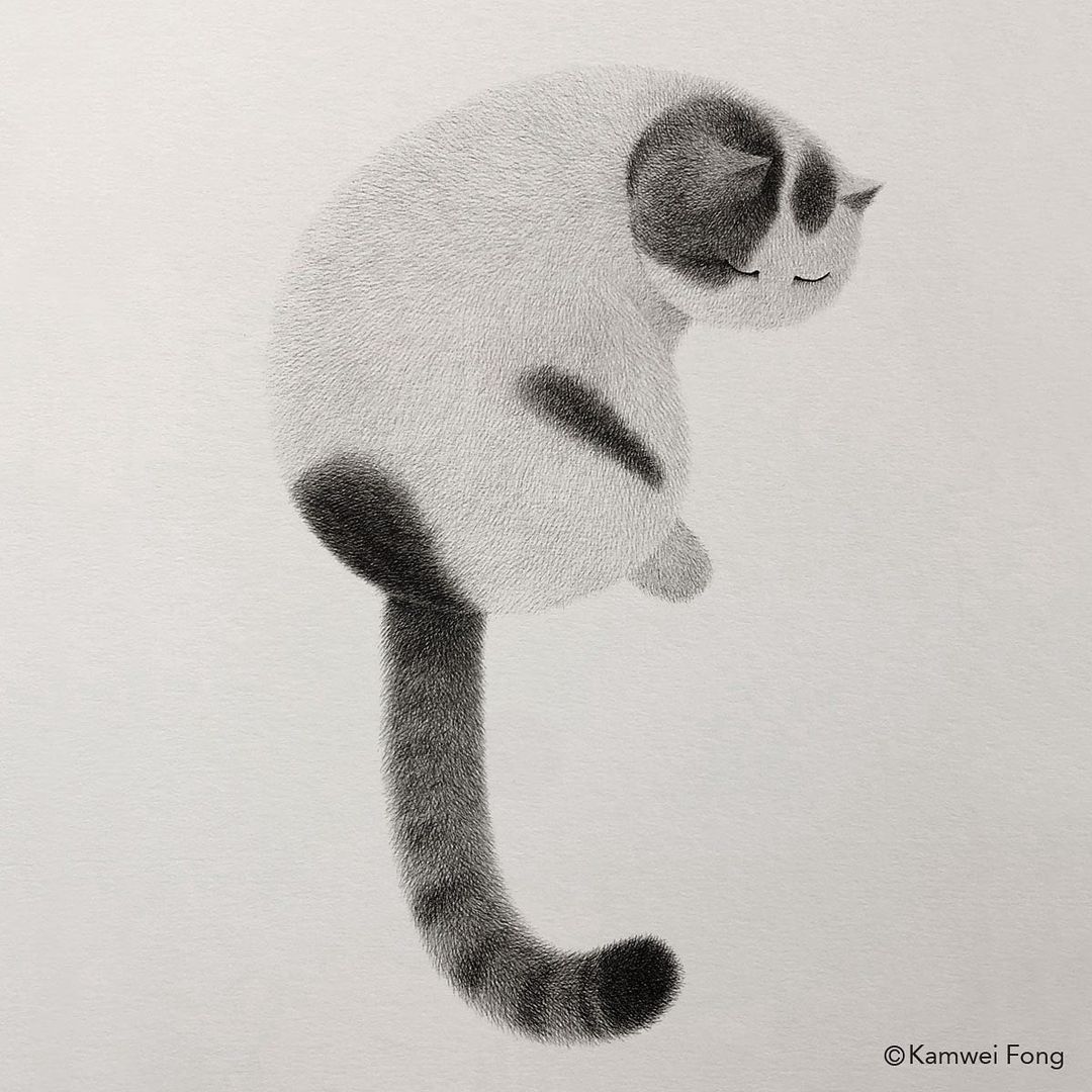 毛茸茸的手绘猫,可爱黑白手绘猫咪