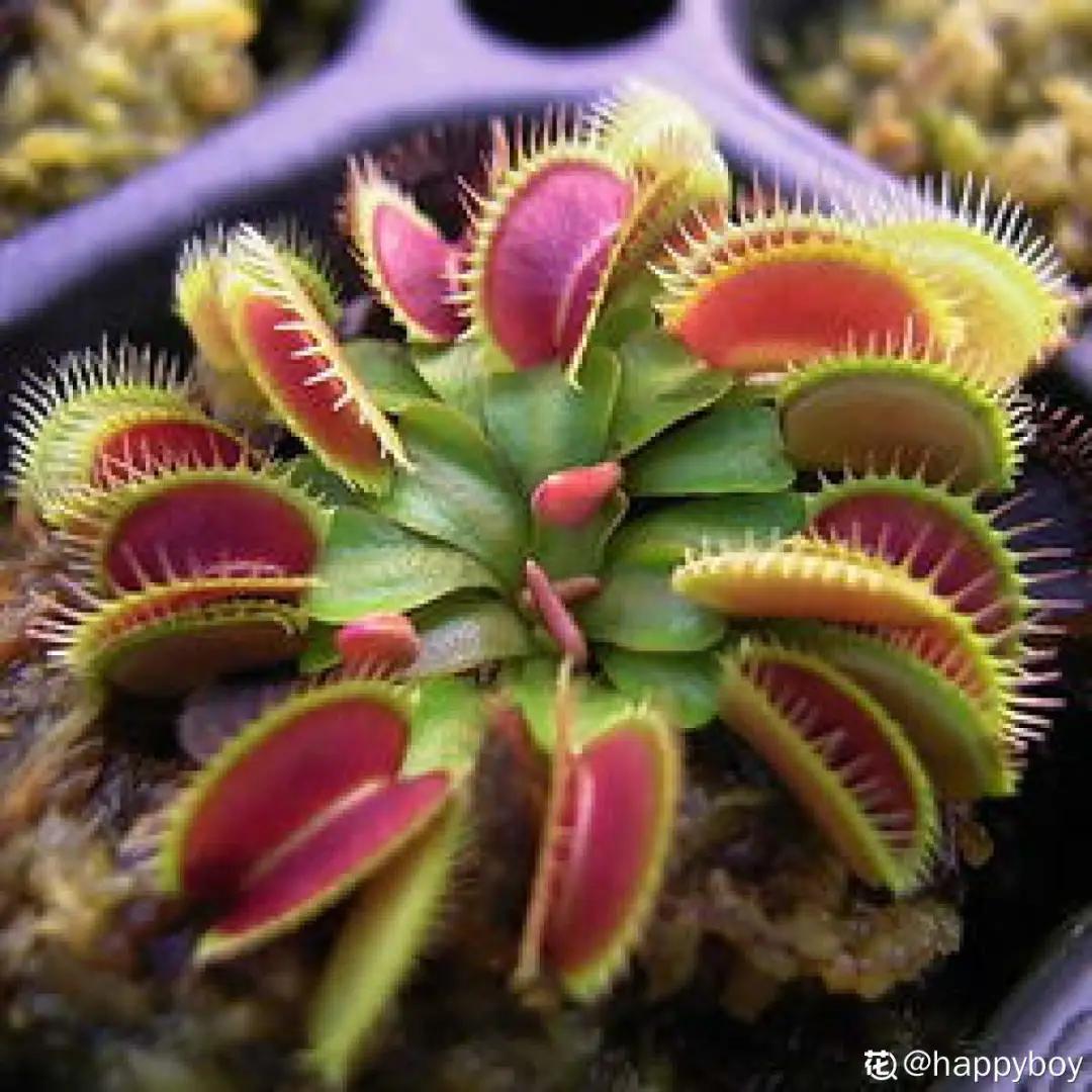 花盆里的小黑飞苍蝇怎么处理,家里养什么花最容易生小黑飞虫