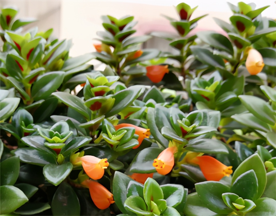 金鱼吊兰冬天怎么养才能活,金鱼吊兰冬天怎么养最合适