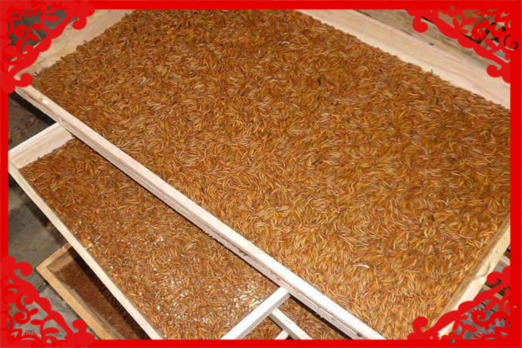 目前农村养殖什么最好赚钱,最新农村养殖什么投资少赚钱快