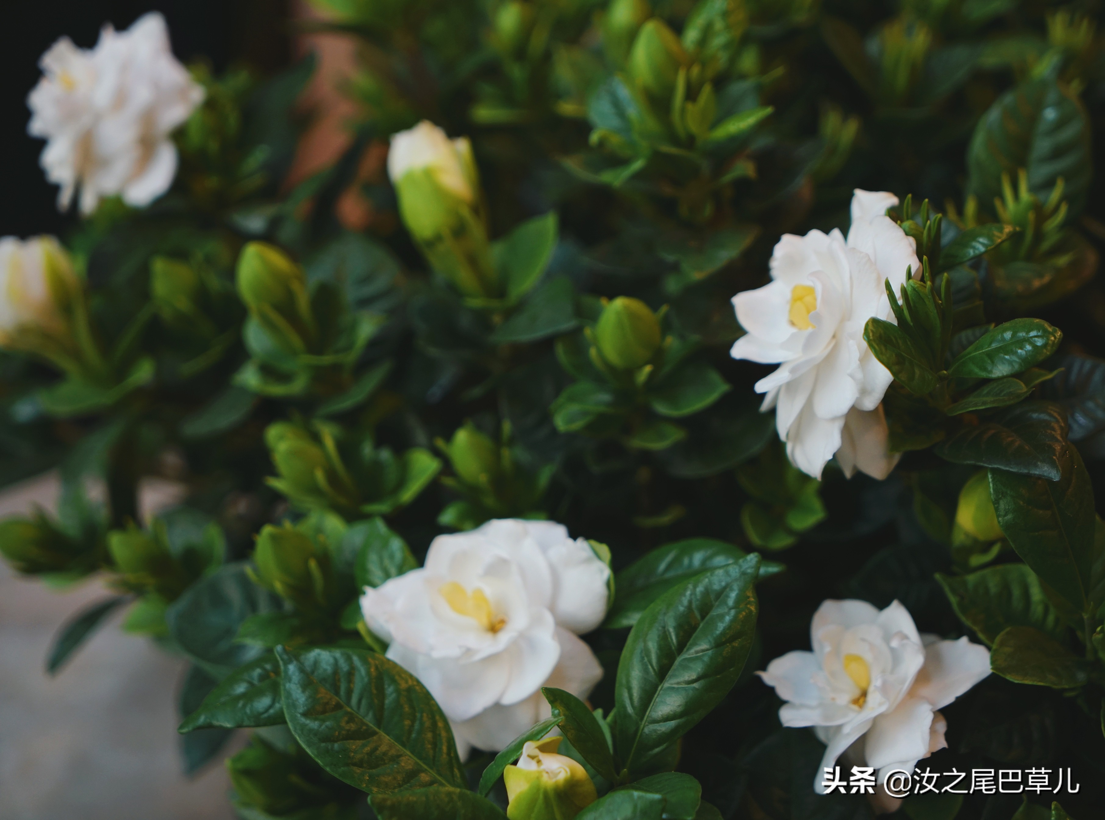 栀子花有腻虫的小窍门,栀子花怎么除虫加营养