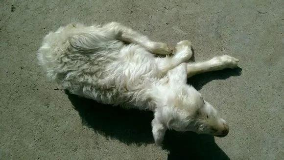 羔羊瘫软症什么原因引起的,羔羊瘫软病是怎么样引起的