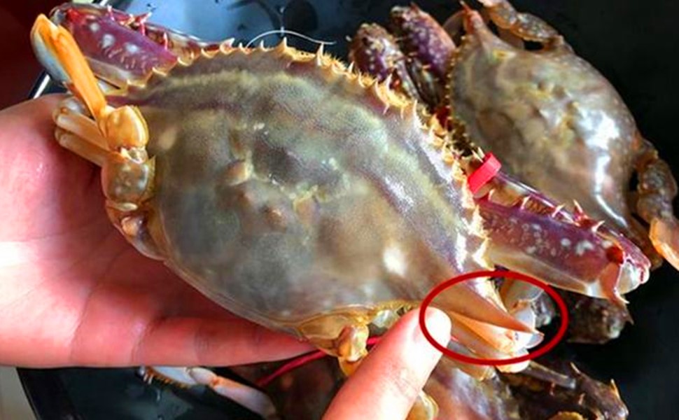 挑选梭子蟹的绝招小妙招,怎么挑梭子蟹新鲜