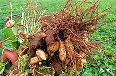 花生高产栽培技术视频,种花生到收花生的所有过程