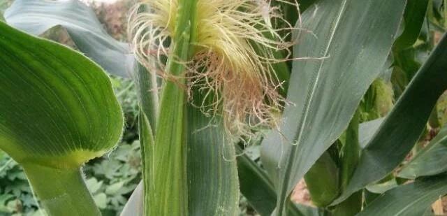 老乡收了几千斤玉米,老乡收玉米