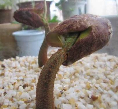 榴莲种子如何水养盆景,榴莲可以长成树吗