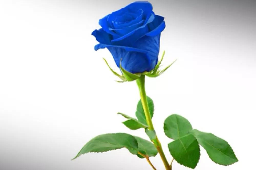 花店常用玫瑰花品种大全,一篇文章带你认识三亚40种花