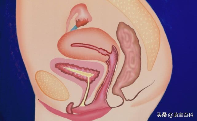 夫妻排卵的条件是什么,夫妻都正常排卵期没怀孕