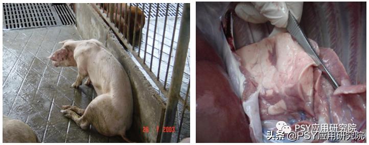 育肥猪呼吸道疾病有哪些,如何防控急性呼吸道疾病