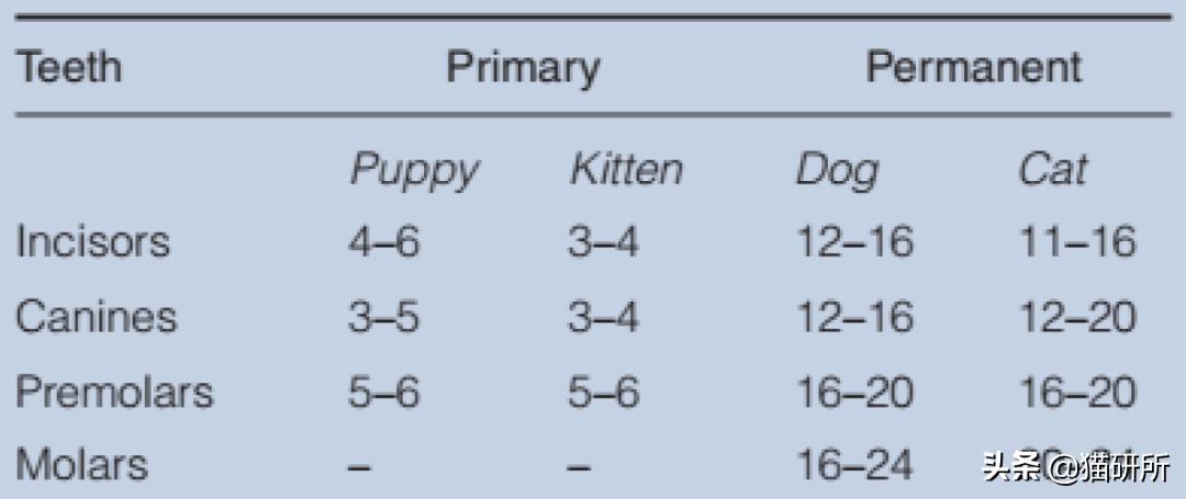 每天15分钟，医生手把手教你做17项猫咪全身检查