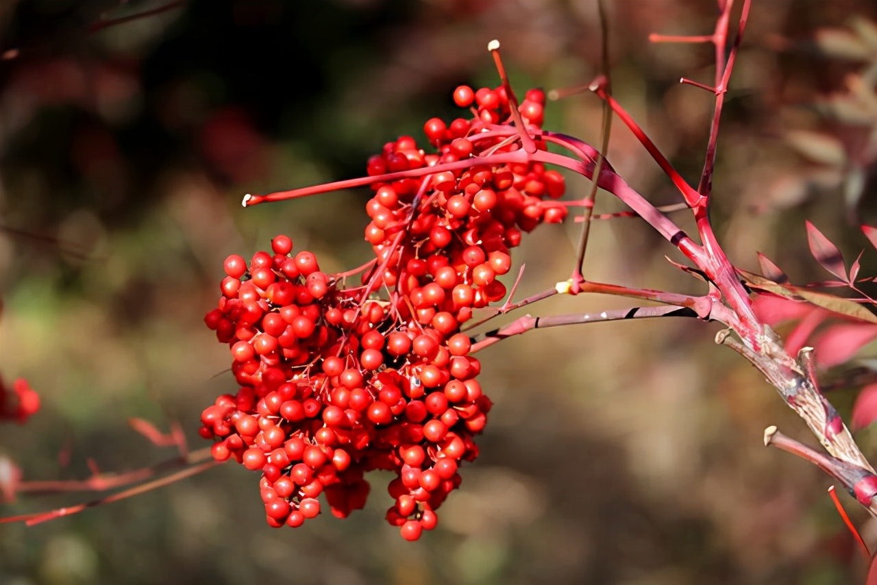 什么品种的冬青树比较好,北美冬青红遍中国