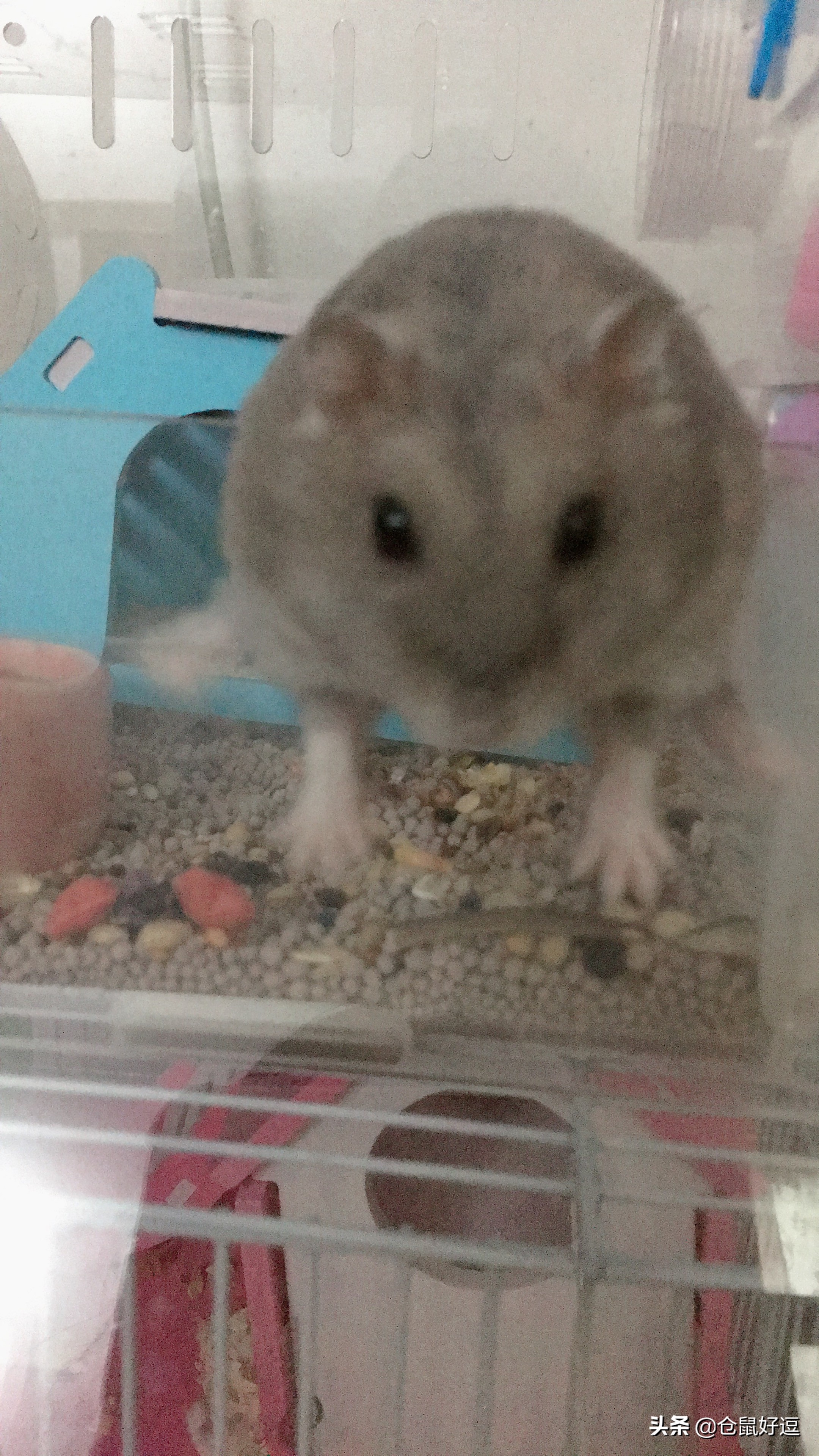 面包虫和瓜子怎么喂仓鼠,小仓鼠可以吃鼠粮吗