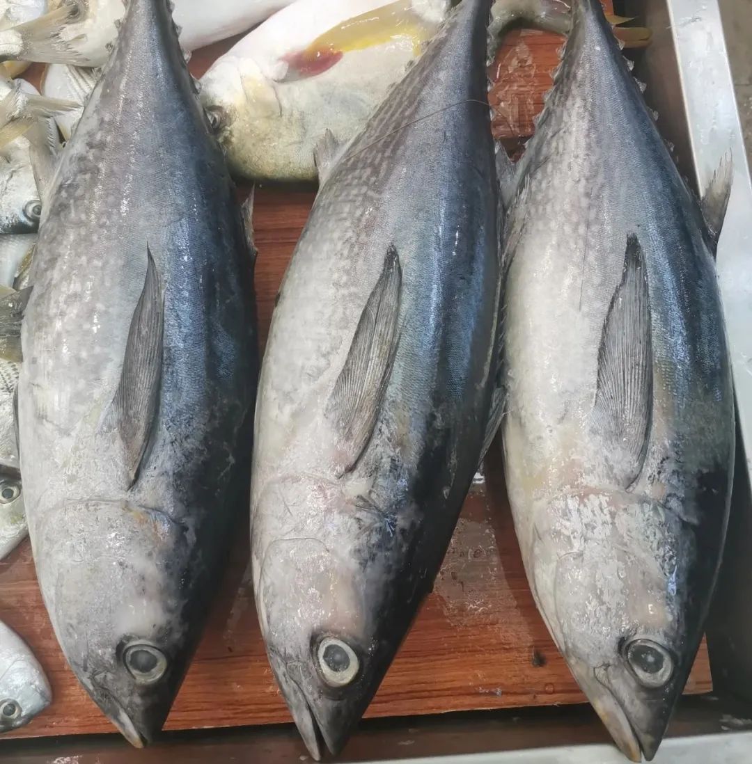 开海季都有什么海鲜,开海了这些生猛海鲜