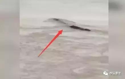2019年中国水怪之谜,长江水怪之谜视频