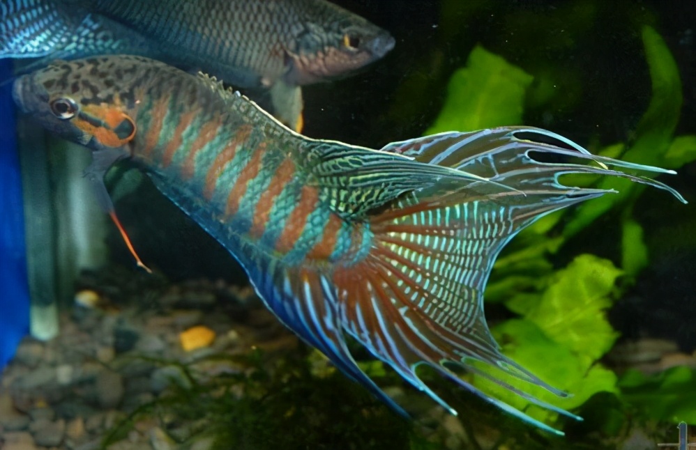 手巾鱼是不是菩萨鱼,菩萨鱼与花手巾鱼的区别