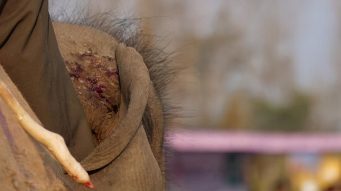 世界杯大象足球,大象足球比赛