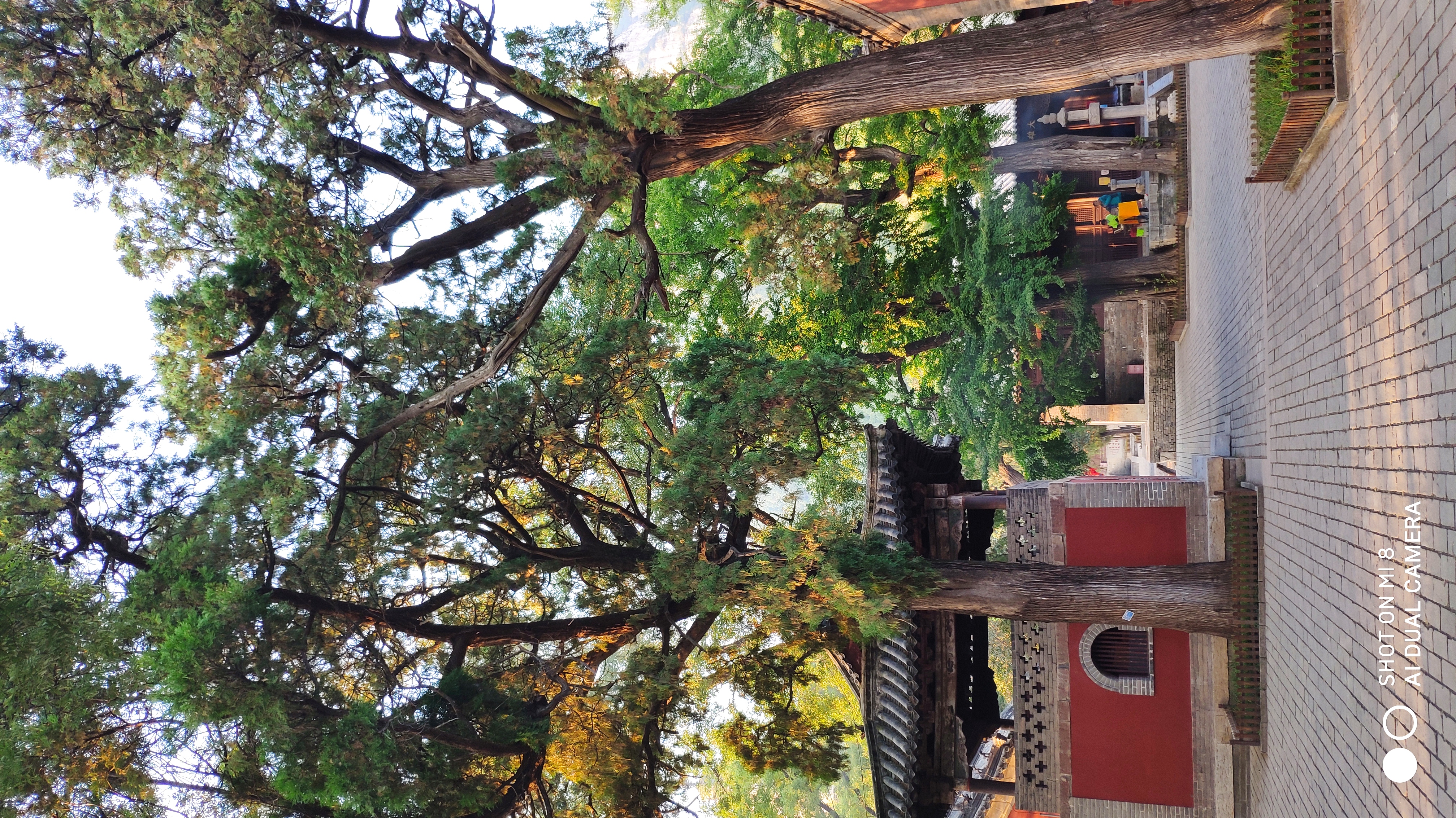 去济南灵岩寺什么必看,济南灵岩寺神树