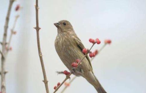 亲爱的小伙伴儿歌,亲爱的小伙伴吉他弹唱