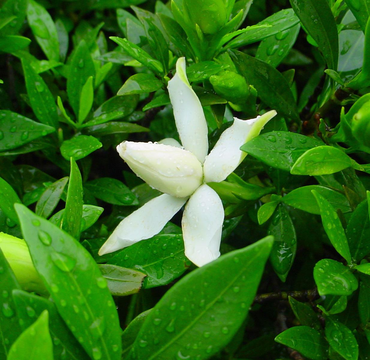 栀子花黄叶掉花苞怎么处理,栀子花黄叶掉叶的解决办法