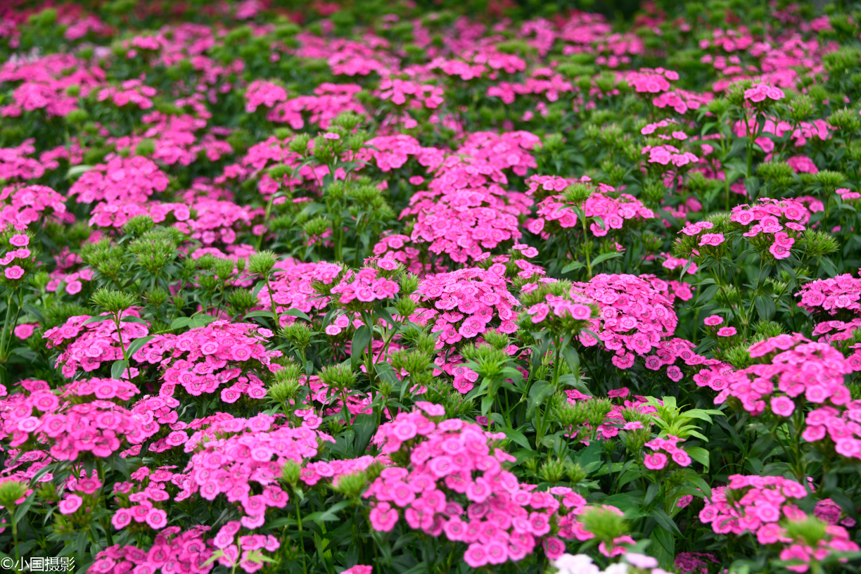 母亲节适合的花推荐,适合母亲节的好看的花