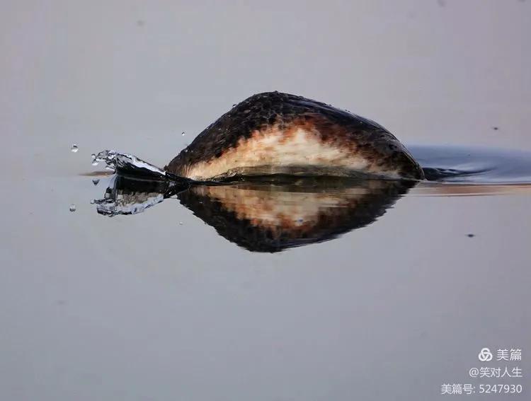 凤头鸊鷉粤语,斑头雁飞得最高的鸟