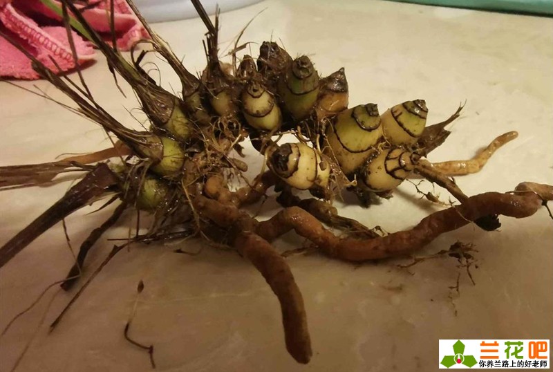 兰花老苗如何让它出新芽新根,兰花的兰根打散及栽培方法